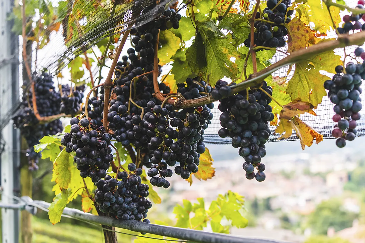 Grappoli uva nera matura vigneto Ticino selezione Borgovecchio Vini