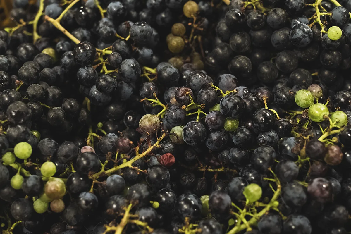 Acini uva nera raccolta vendemmia primo piano Borgovecchio Vini